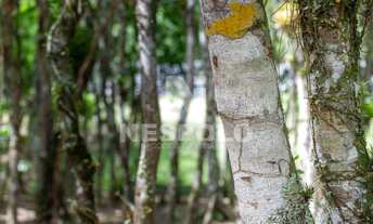 Imagem 2: Terreno à venda Gralha Azul Condomínio Residencial, Rio do Meio, CAMBORIU - SC