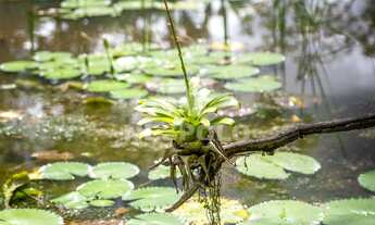 Imagem 7: Terreno à venda Gralha Azul Condomínio Residencial, Rio do Meio, CAMBORIU - SC