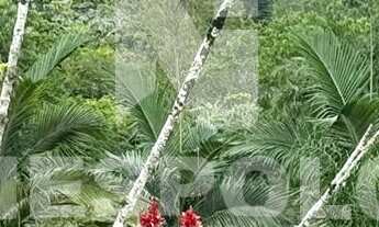 Imagem 6: Sítio à venda, Cerro, CAMBORIU - SC