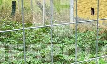 Imagem 7: Sítio à venda, Cerro, CAMBORIU - SC