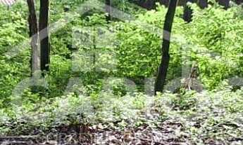 Imagem 4: Terreno à venda, ALTO CASCAVEL, GUARAPUAVA - PR