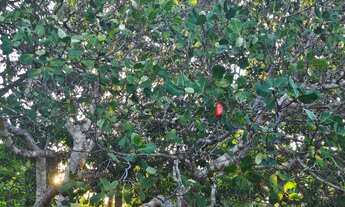 Imagem 4: Sítio completo com rio, cachoeira e casa mobiliada a 9 km da Chapada por R 1.100.000,00