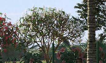 Imagem 4: Terreno de 200 m à venda no Condomínio Florais Safira em Cuiabá