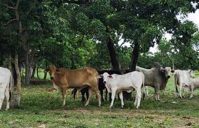 Imagem 4: Fazenda à Venda com 200 ha em Nossa Senhora do Livramento em Mato Grosso