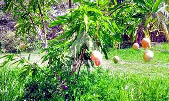 Imagem 3: SÍTIO COM CASA AVARANDA À VENDA, IGUAIBA, PACO DO LUMIAR - MA