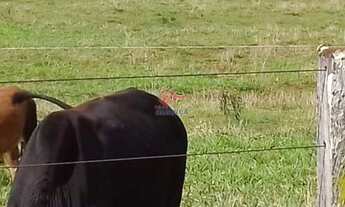 Imagem 6: Chácara à venda, JARDIM SÃO FRANCISCO, OURO VERDE DO OESTE - PR