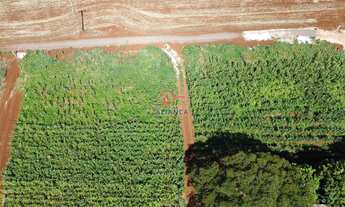 Imagem 3: SÍTIO À VENDA EM TOLEDO - PR