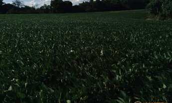 Imagem 7: CHACARA COM 8 ALQUEIRES EM TRES BARRAS DO PARANA