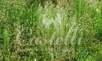 Imagem 3: Terreno Centro, 311M² de Área Construída na Rua Barão Do Cerro Azul