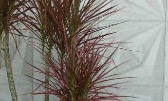 Imagem 2: Casa com 3 dormitórios à venda, VILA BECKER, TOLEDO - PR