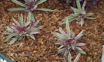 Imagem 5: Casa com 3 dormitórios à venda, VILA BECKER, TOLEDO - PR