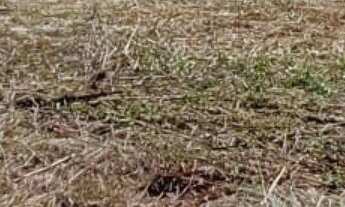 Imagem 2: Terreno à venda, Jardim Tocantins, TOLEDO - PR