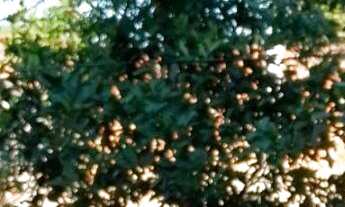 Imagem 6: Casa com 3 dormitórios à venda, Centro, TOLEDO - PR