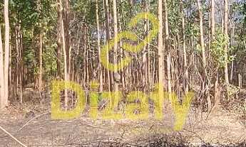 Imagem 5: FAZENDA DE 11 HECTARES COM ÁGUA CASA SEDE COM 03 SUITES