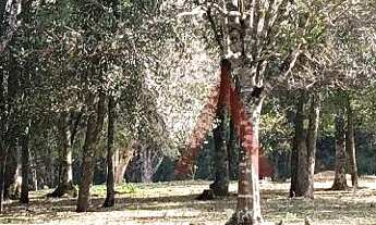 Imagem 7: Chácara à venda com 12,5884 hectares, PALMEIRINHA, GUARAPUAVA - PR