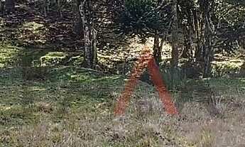 Imagem 5: Chácara à venda com 12,5884 hectares, PALMEIRINHA, GUARAPUAVA - PR