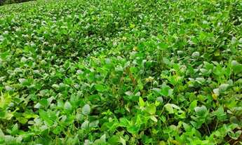 Imagem 4: Fazenda à venda,260000.00m , CAMPINA DO SIQUEIRA, CANDOI - PR