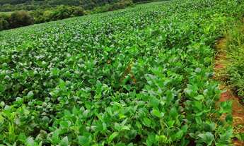 Imagem 5: Fazenda à venda,260000.00m , CAMPINA DO SIQUEIRA, CANDOI - PR