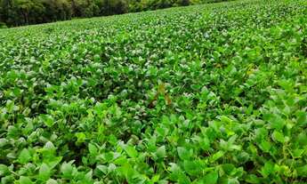 Imagem 6: Fazenda à venda,260000.00m , CAMPINA DO SIQUEIRA, CANDOI - PR