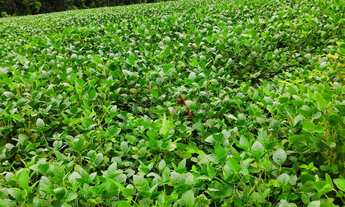 Imagem 7: Fazenda à venda,260000.00m , CAMPINA DO SIQUEIRA, CANDOI - PR