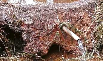 Imagem 7: Vende-se Chácara em Guarapuava, região do Guabiroba  6,74 Hectares