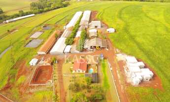 Imagem: GRANJA DE SUÍNOS COM 1.600 MATRIZES PARA