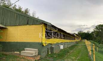 Imagem: ÁRE RURAL C 950 MATRIZES SUÍNA EM PRODUÇÃO,TOLEDO