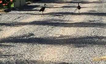 Imagem 2: Chácara com 3 dormitórios à venda, Centro-Sul, ACORIZAL - MT