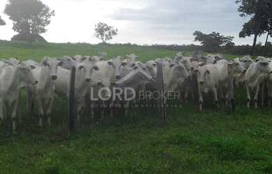 Imagem 3: Fazenda à venda de 1952 hectares no Município de Poconé em Mato-Grosso