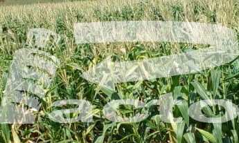 Imagem 5: CHACARA COM AREA TOTAL DE 3,5 ALQUEIRES