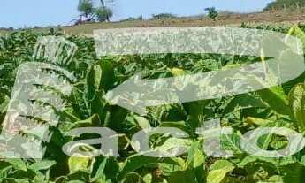 Imagem 6: CHACARA COM AREA TOTAL DE 3,5 ALQUEIRES