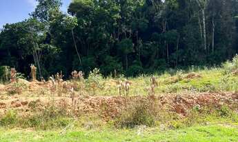 Imagem 4: TERRENO, Testo Central, Pomerode - SC