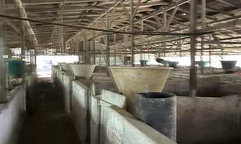 Imagem 3: SÍTIO, Rio dos Cedros - SC