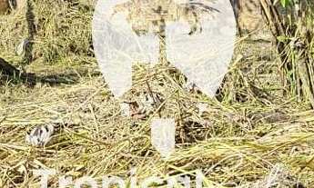 Imagem 7: Terreno à venda, Balneário Carmery, PONTAL DO PARANA - PR