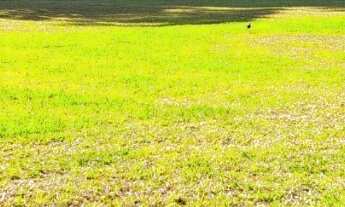 Imagem: Lote/Terreno - Salto do Norte - Blumenau