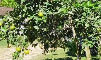 Imagem 6: Sítio - Vila Itoupava - Blumenau