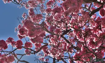 Imagem: Oportunidade Única 30 Hectares na MT-251