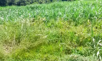 Imagem 4: Fazenda Beira Rio Manso em Chapada