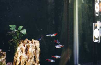 Imagem 10: Apartamento à venda no bairro Independência - Porto Alegre/RS