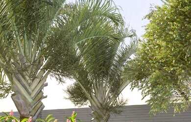 Imagem 16: APARTAMENTO RESIDENCIAL em São Paulo - SP, Vila Clementino