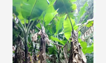 Imagem 2: CLBG 120 Lote 612511062-6 - CLBG 120 612511062-6