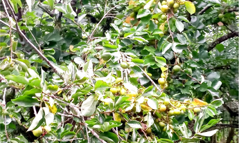 Imagem 4: CLBG 120 Lote 612511062-6 - CLBG 120 612511062-6