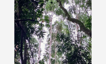 Imagem 5: CLBG 120 Lote 612511062-6 - CLBG 120 612511062-6