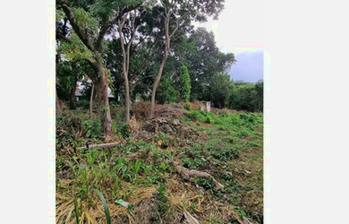 Imagem 4: NQ 305 Lote 610371008-98 - NQ 305 Lote 610371008-98