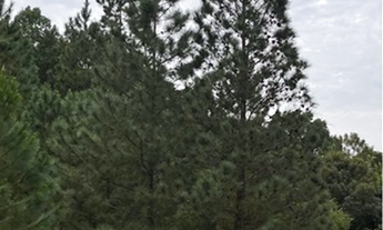 Imagem 7: Apartamento à venda no bairro Fazendinha - Itajaí/SC