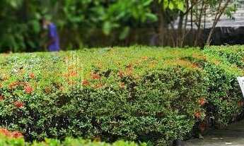 Imagem 2: EDF MARIA ANGELA