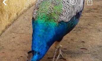 Imagem: Fazenda em Alagoas - Paulo Jacinto - Quebrangulo