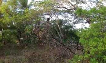 Imagem 3: Terreno/Loteamento à Venda em Pium