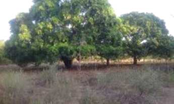 Imagem 4: Terreno/Loteamento à Venda em Pium