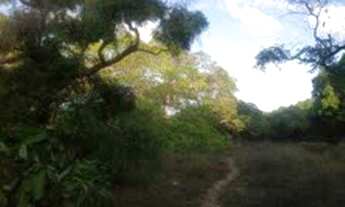 Imagem 5: Terreno/Loteamento à Venda em Pium